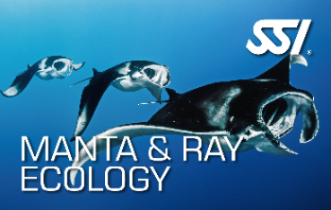 Manta & Ray Ecology